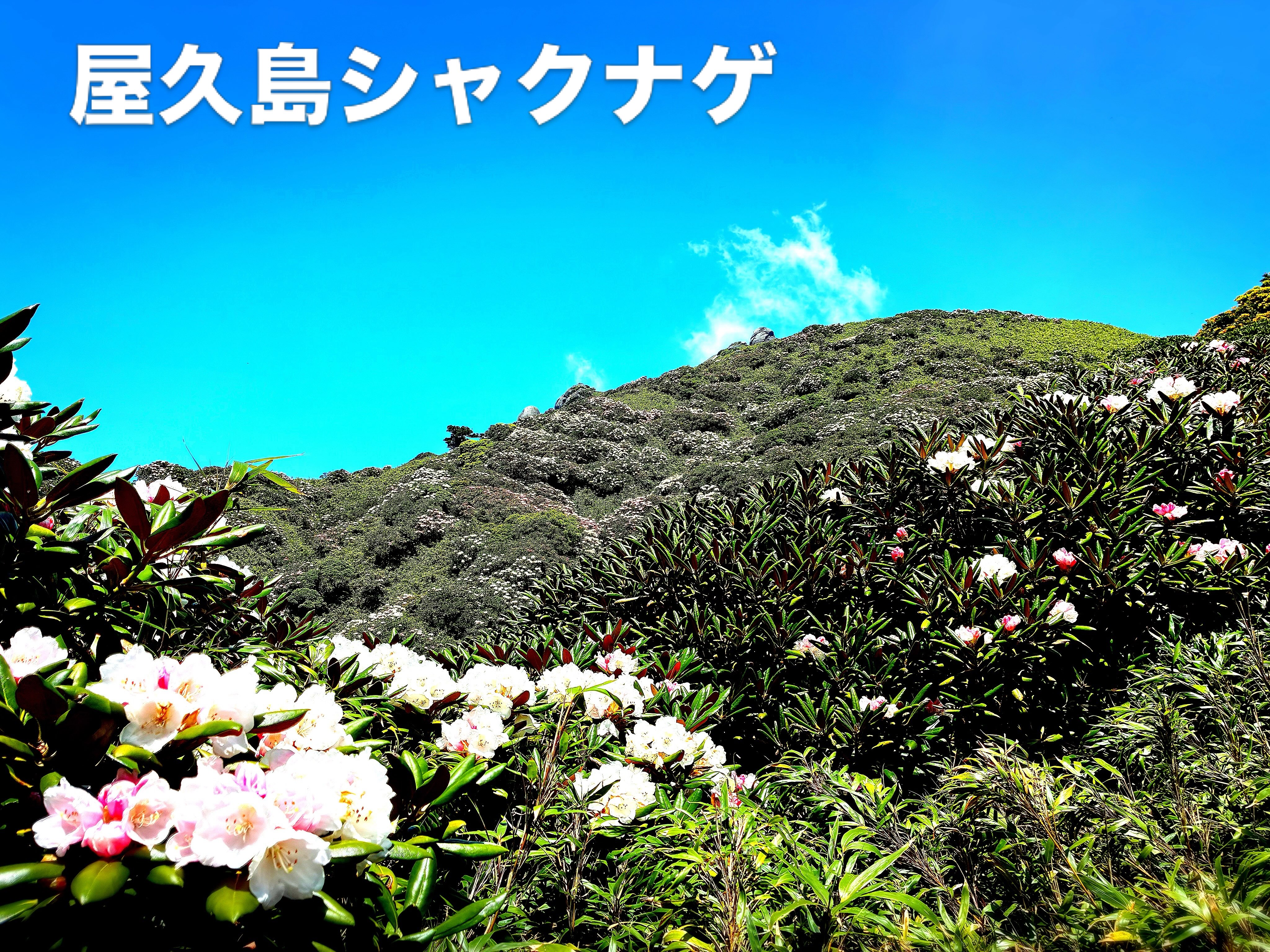今年のシャクナゲは、本当に大当たりでした