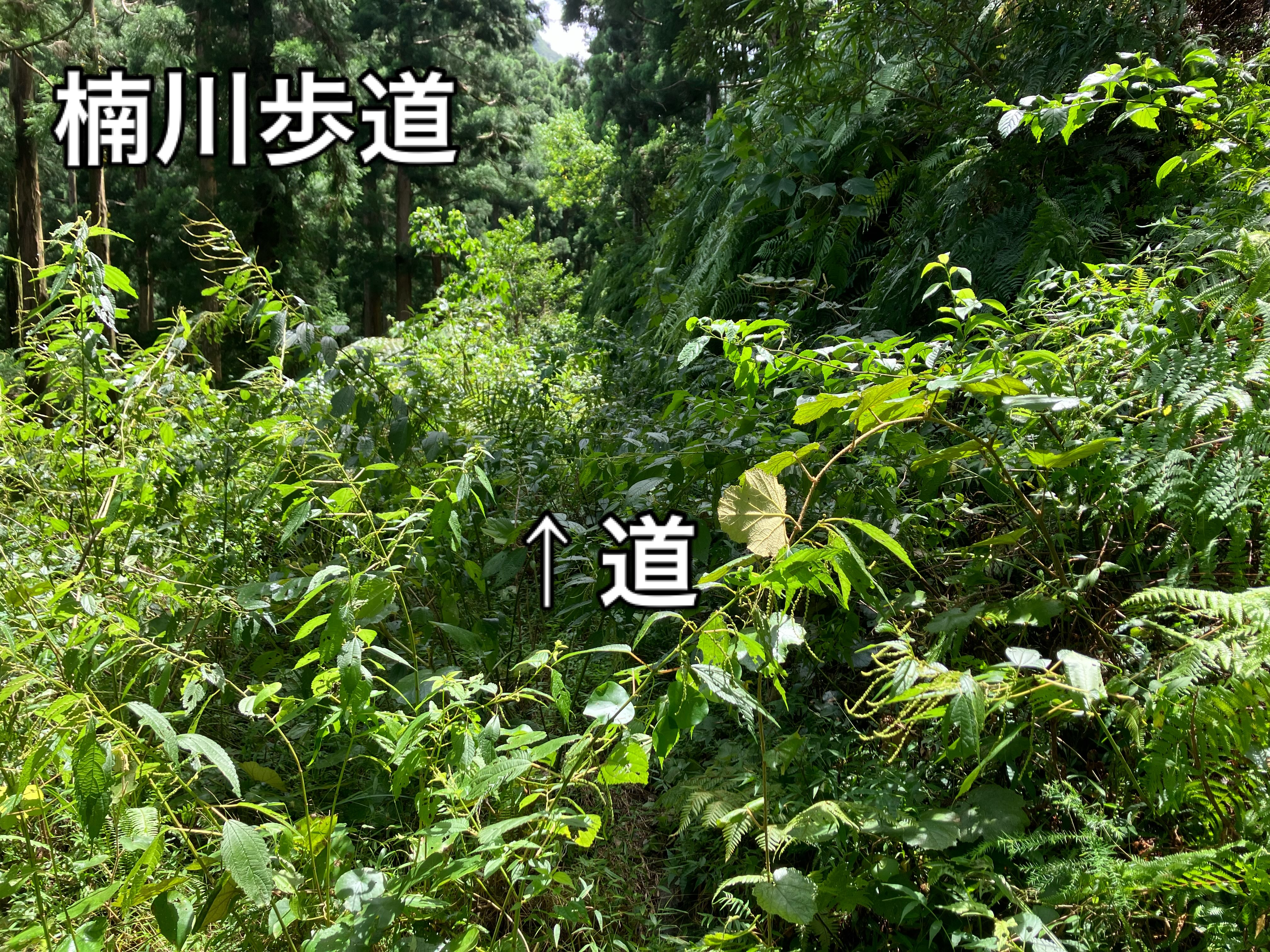 先日、楠川歩道へ行ってきました