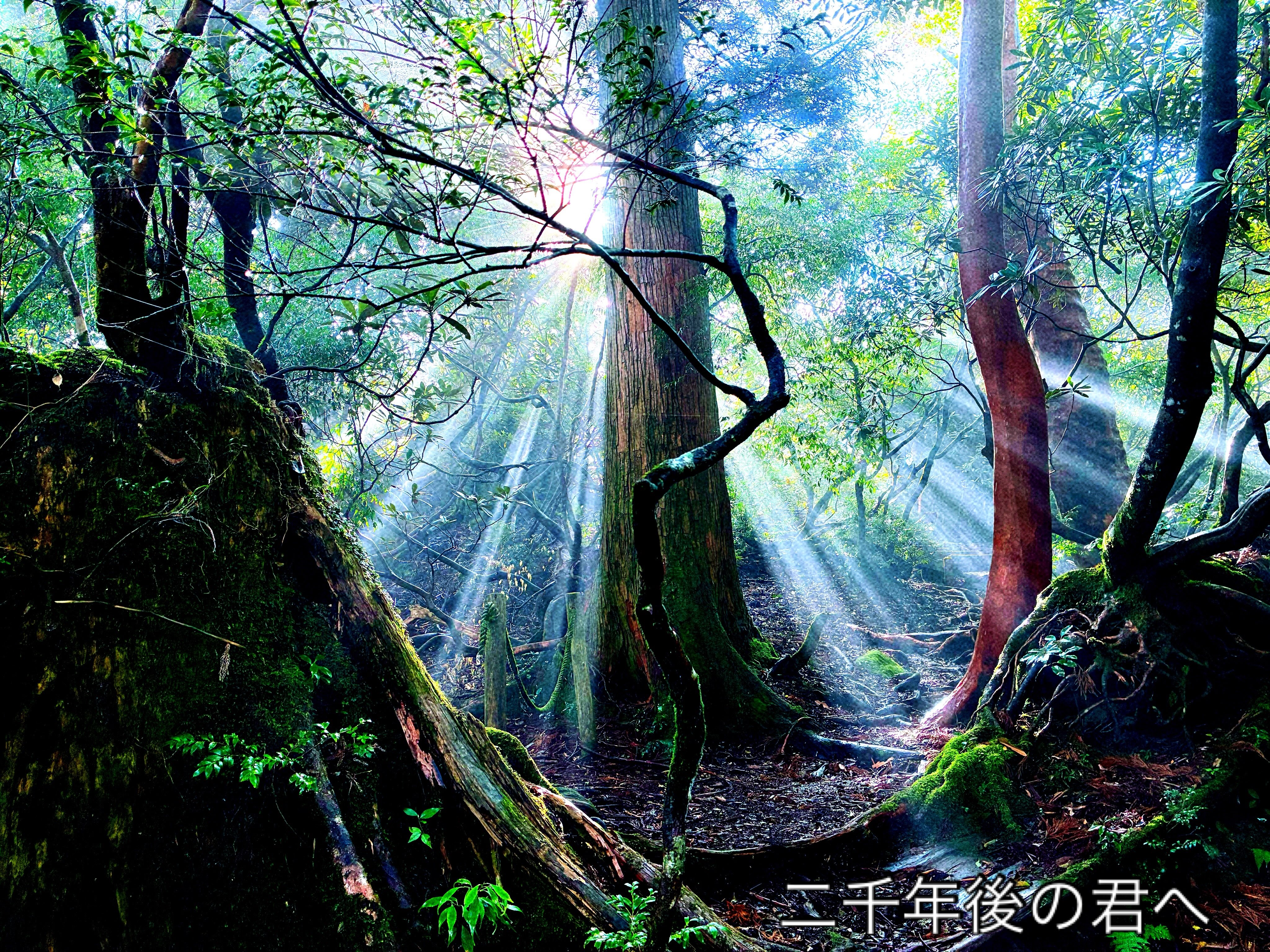 屋久杉自然館様主催