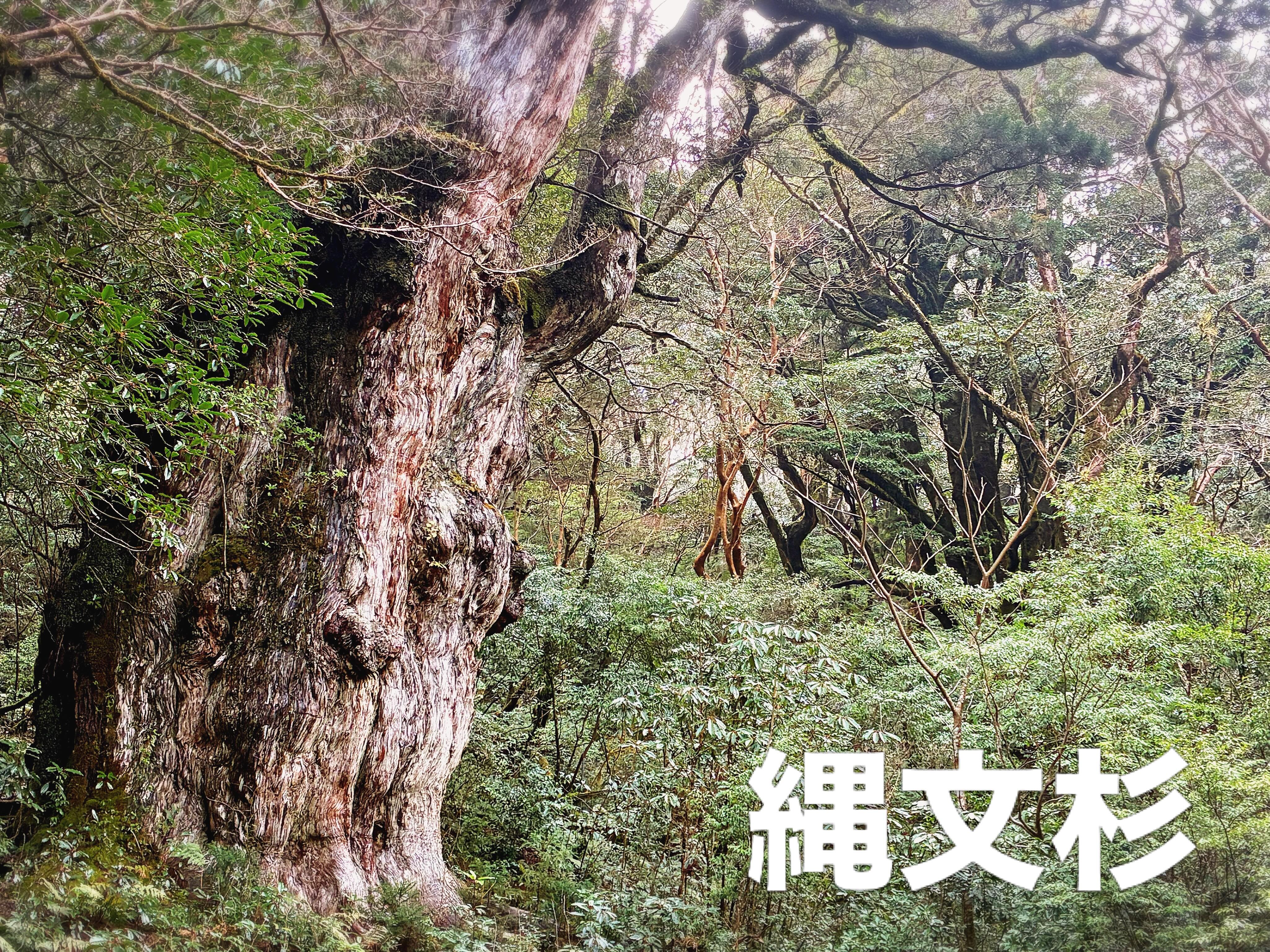 【縄文杉】